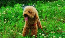 我家因为有小狗，所以快乐