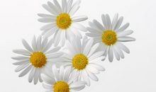 野菊花和家菊花