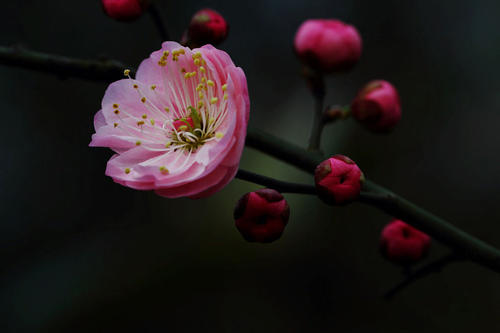 把老师作为梅子