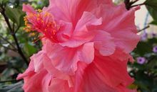 每一朵花儿总会芬芳