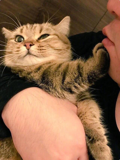 我的小猫朋友