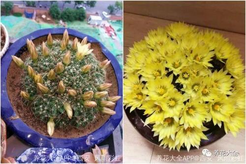 Acta家族的仙人掌