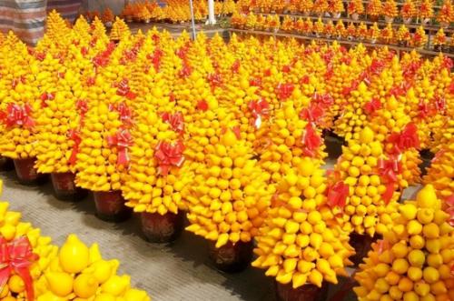 春天花卉市场