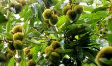 爱是那清脆一响