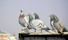 屋檐上的鸽子