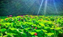 我的家乡别样美