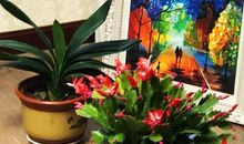 我读懂了窗边那盆蟹爪莲的芬芳