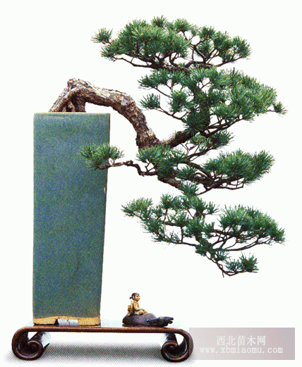 思考松树盆地