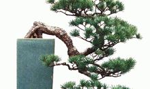 松树盆栽的思考