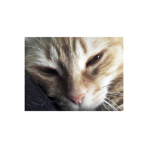 一本书和一只猫