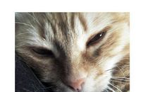 一本书和一只猫