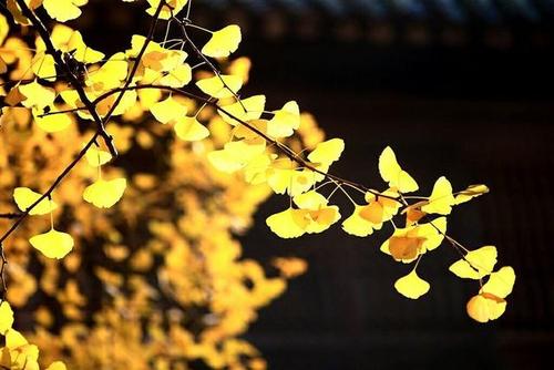 秋天的想法