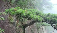 感谢松树教会了我顽强