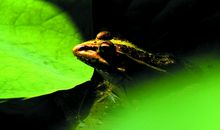 听听那蛙叫的声音