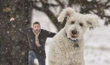 与狗一起走过的日子