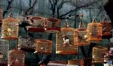 听听那老北京的声音