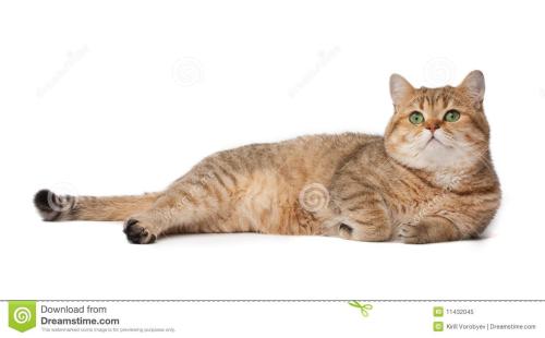 猫在菜园里