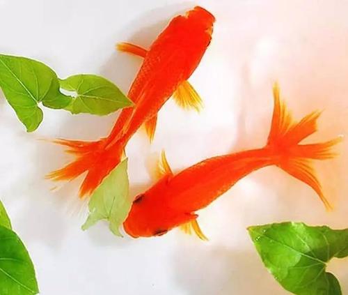 我是一个美好的时间与小金鱼