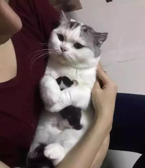 猫在院子里