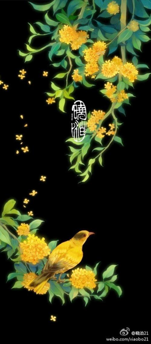 我最喜欢的植物朋友osmanthus