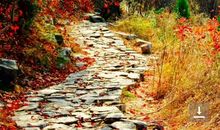 我爱秋天的桔园