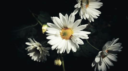 角落里的菊花谢谢