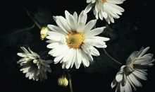 墙角的菊花谢谢你