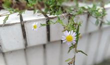 墙角的小花谢谢你