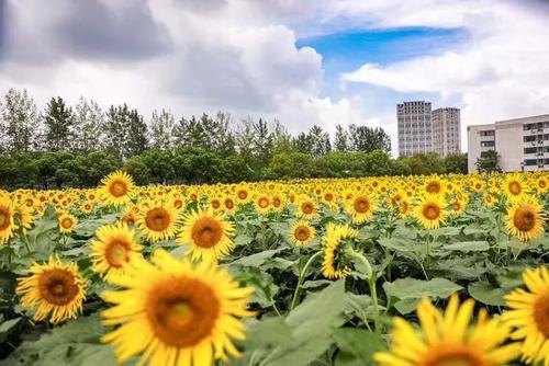 其他温暖的太阳