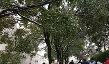 与雪一起走过的日子