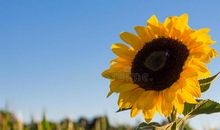 我拥有花开的力量