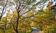 走在秋天的画廊里