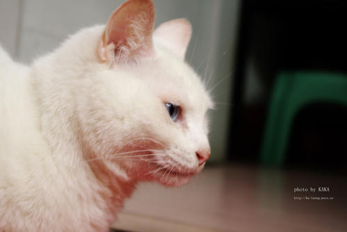家庭的小猫