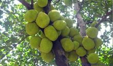 我家的菠萝蜜树