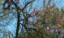 家乡的那一抹春