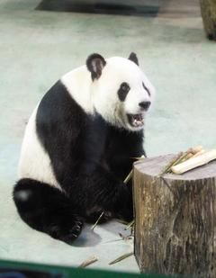 熊猫媛媛的故事