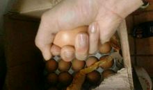 捏不碎的生鸡蛋