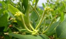 那朵金银花给了我力量