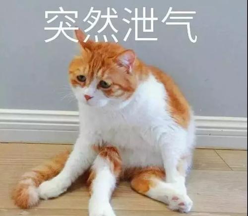 达努家的小猫