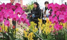 探访“年宵花市”，感受春之活力