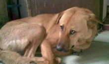 童年趣事-—学狗叫