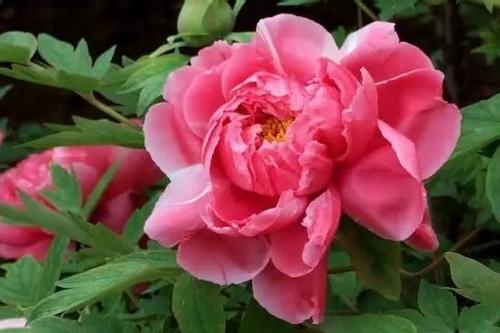 Gongpu开花季节