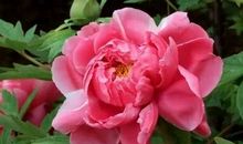 共赏花开的季节