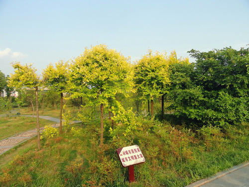 游览美丽的百花园