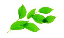 留住生命里的一片绿叶