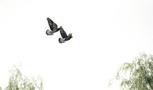 愿做一只飞翔的鸟儿