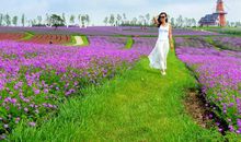 一缕花香飘故乡