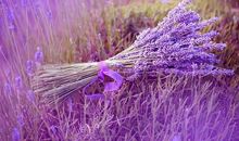 薰衣草香里满满的爱