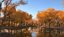 心，静守一片胡杨