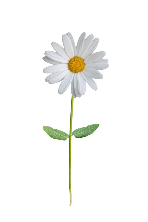 单雏菊